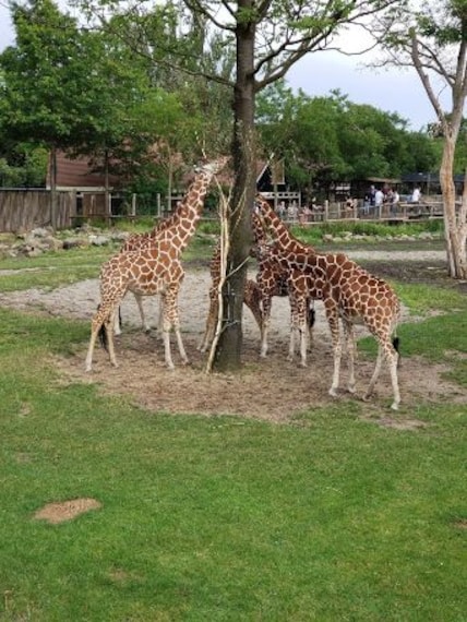 Rotterdam Zoo-3